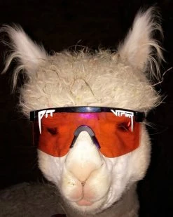 Pit Viper The Originals Mudslinger / Amber Reflective - Lunettes De Soleil -Vélo Soldes Pit Viper Mud Slinger Amber Reflective PV GLA 0010 2749 5